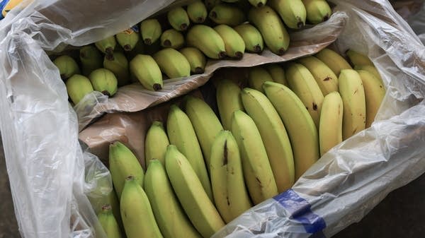 Bananas are exempted from the Trump Administration's country-by-country tariffs, but importers have other things to worry about now.