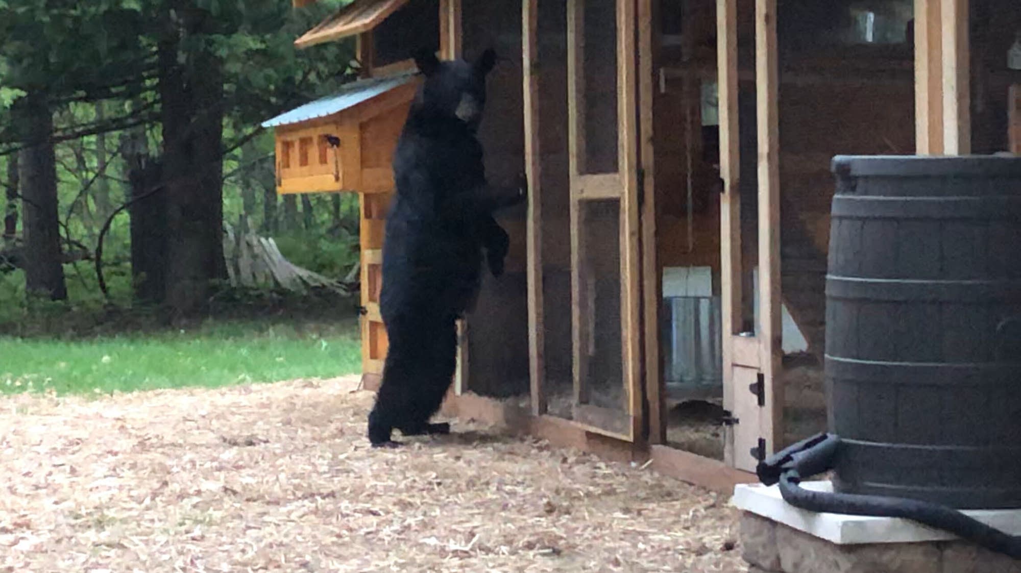 Bear incidents on the rise in Cass County
