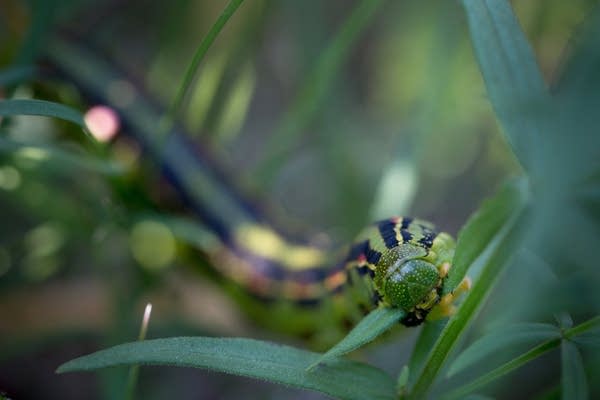 Sphinx moth caterpillar