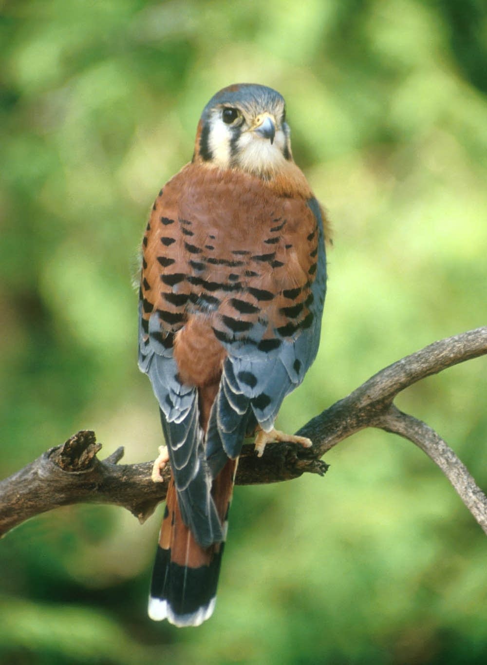 American Kestrel