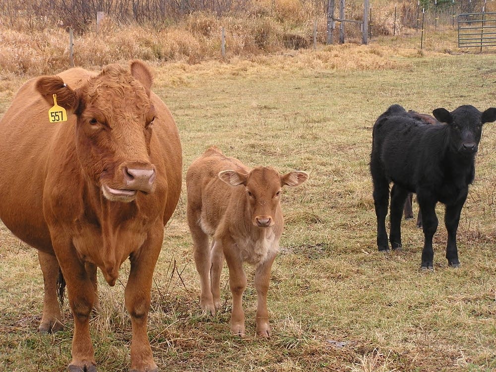 Cows graze