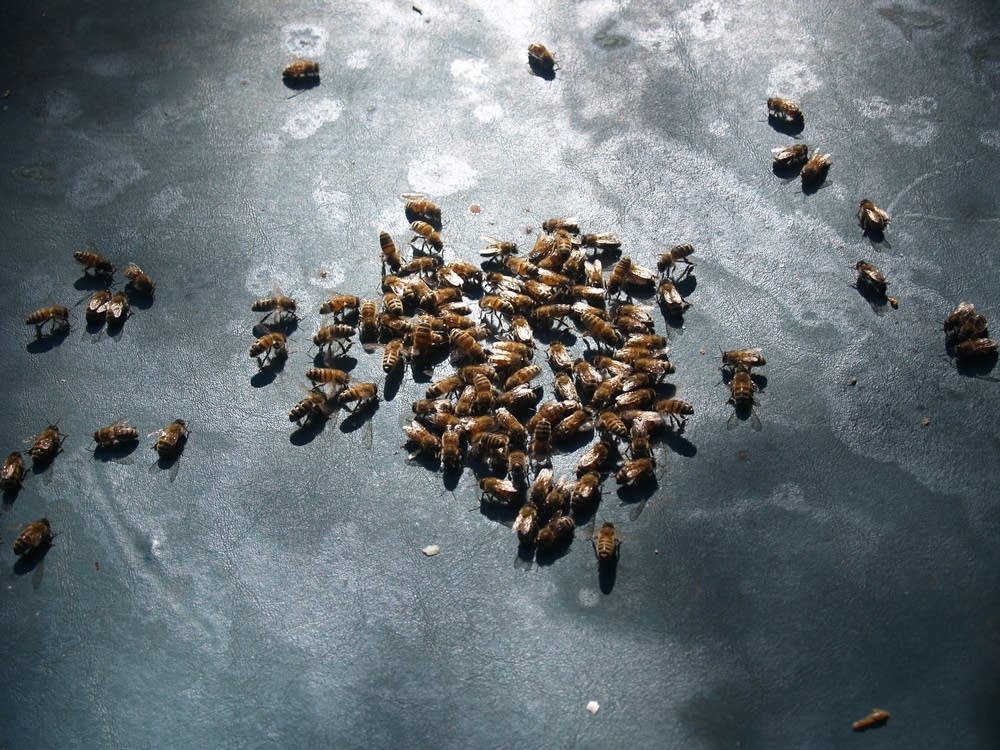 Bees