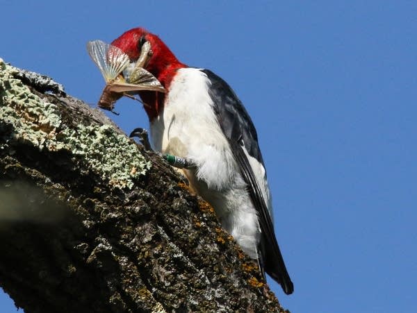 A red headed woodpecker carrying an insect