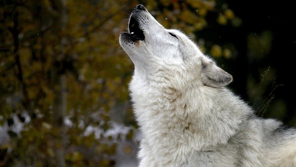 Can humans and wolves coexist out west?