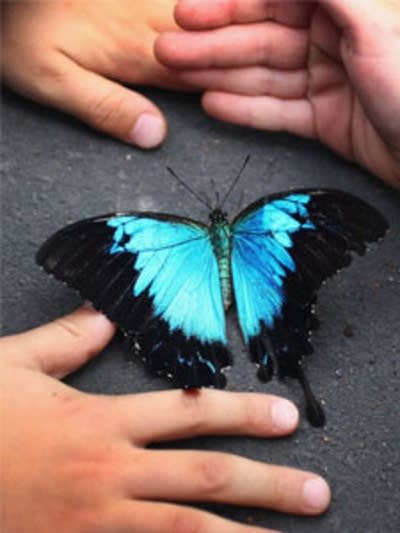 Ulysses butterfly