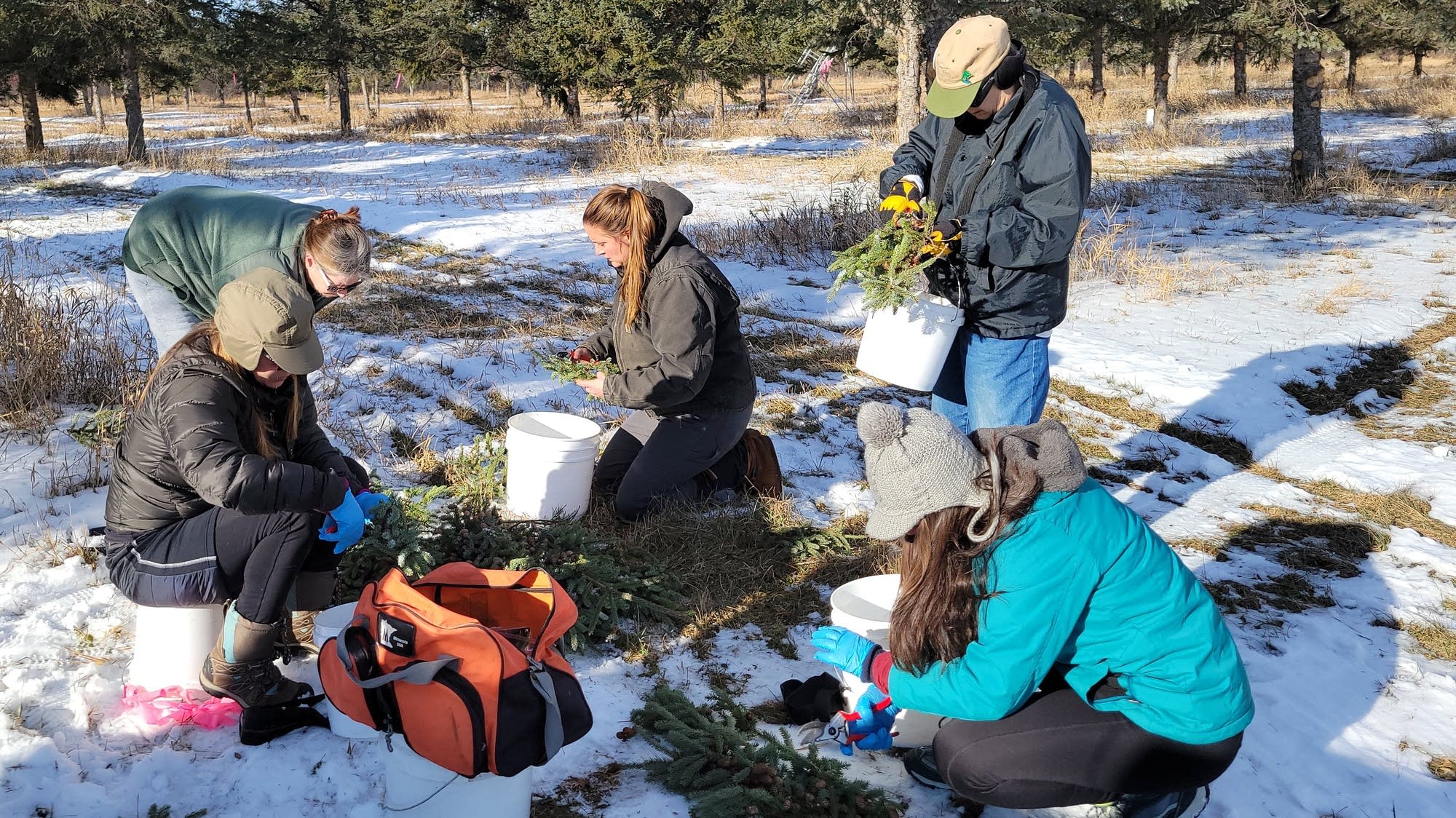 More seed collectors needed to help reforest Minnesota - Vimarsana News