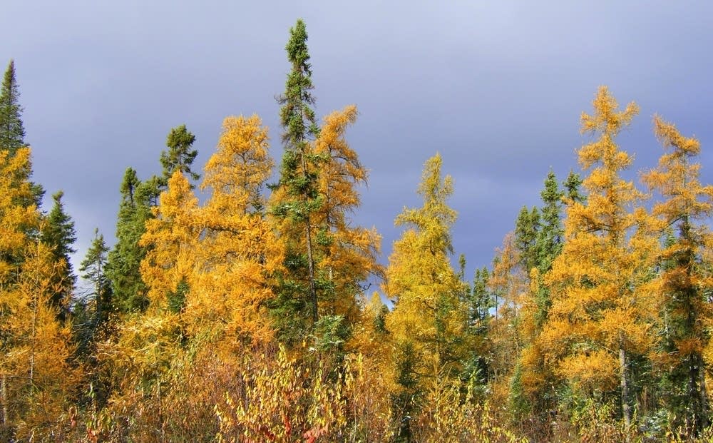 Tamarack stand