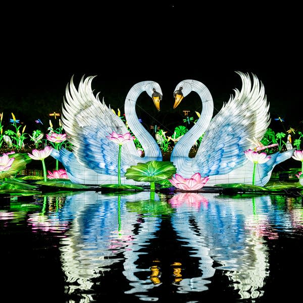 Lantern swans sit on water 