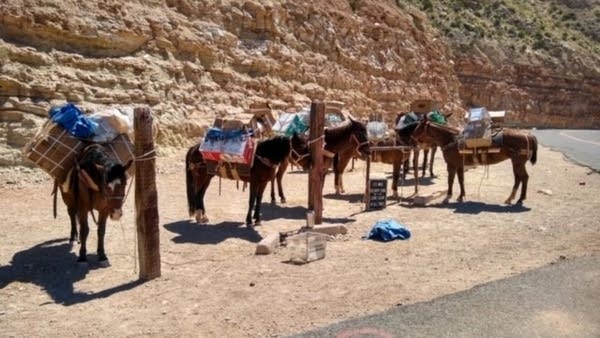 To deliver mail to the Havasupai Tribe in the Grand Canyon, the U.S. Postal Service sends a mule train that treks 9 miles.