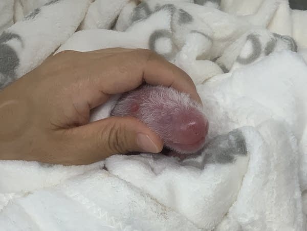 A newborn panda twin