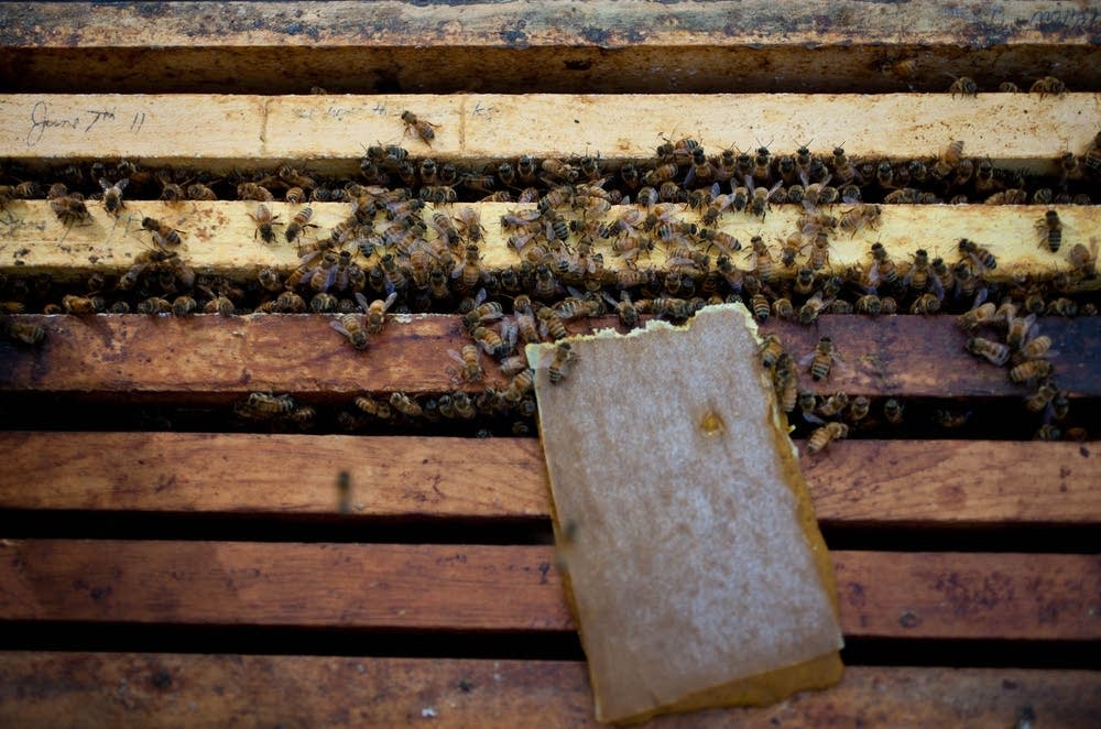 Inside the hive
