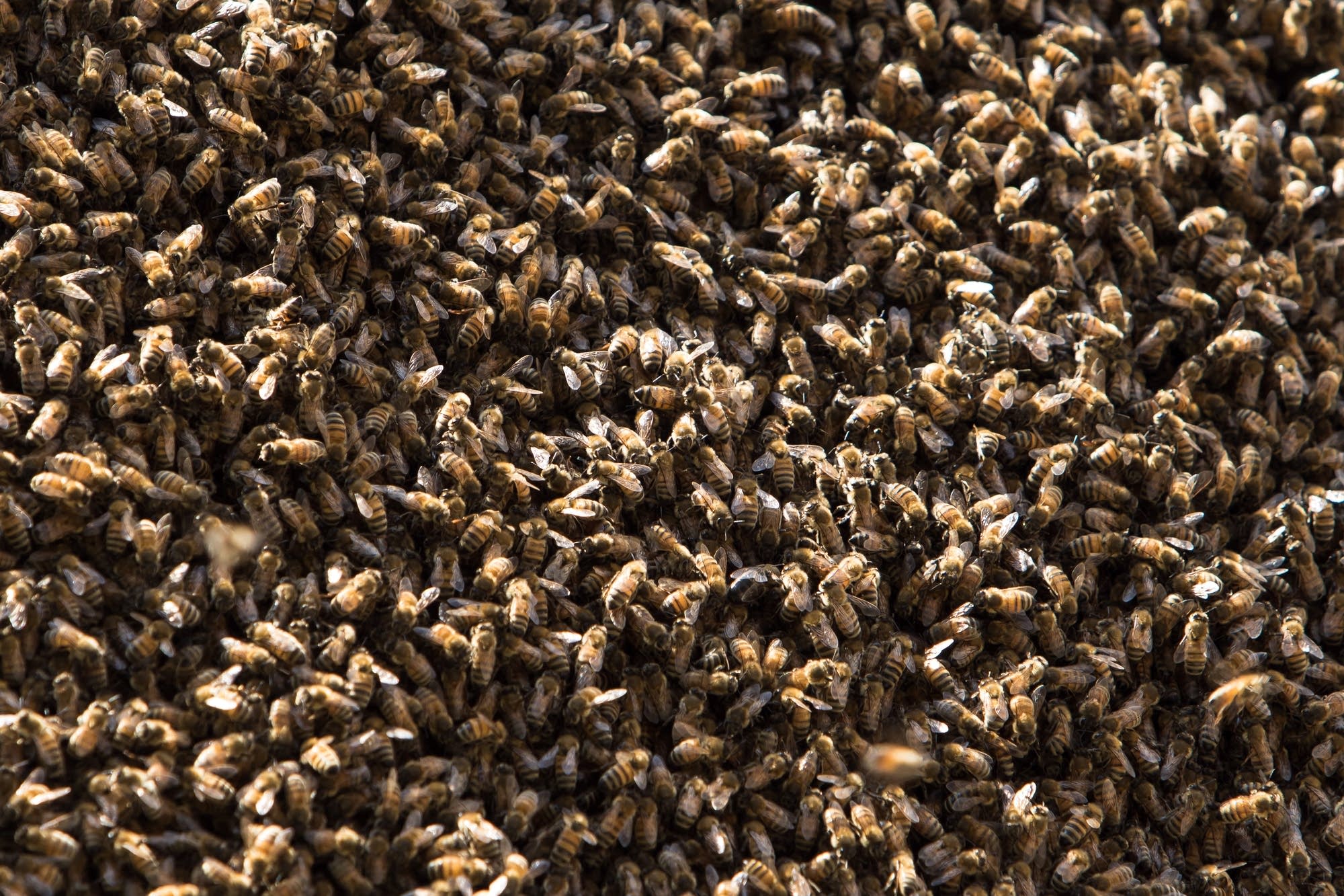 It took about a half hour to get all the bees down.