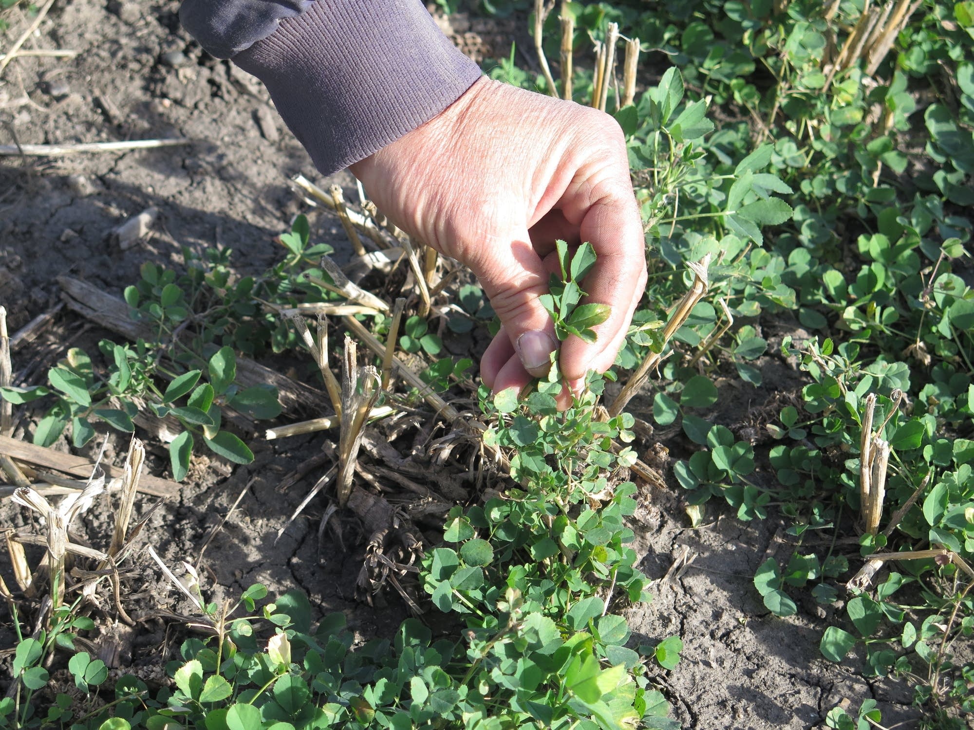 Tim Madsen has planted alfalfa and other vegetation in a buffer strip.
