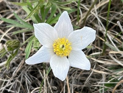 Spring wildflowers in Minnesota