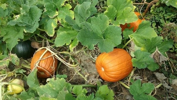 Several lovely fall days coming this week