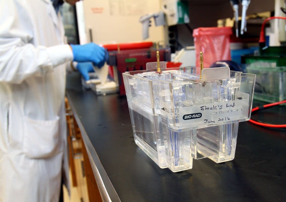 Cardiac cells from a rat sit in a solution