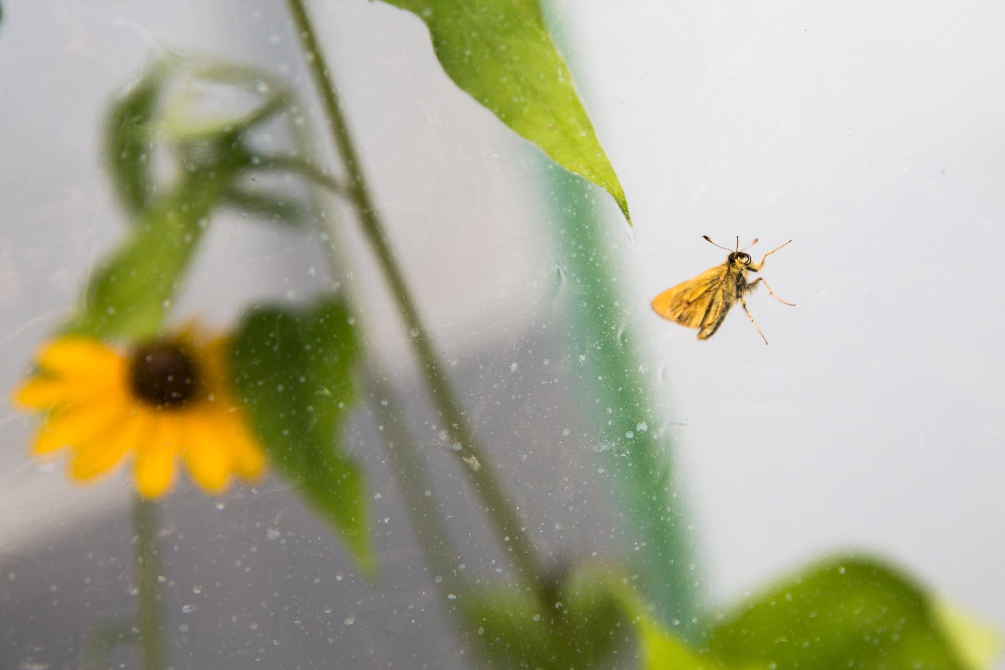 A male Dakota Skipper.