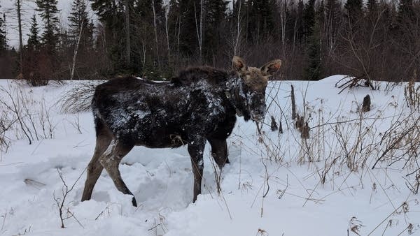 young moose in snow