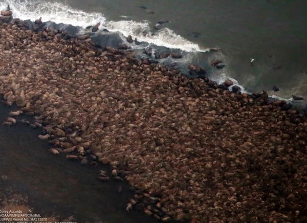 Volcanoes, walruses, and the planet that puts on a show