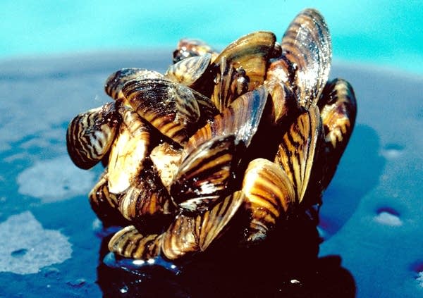 Zebra mussels found in Lake Minnetonka