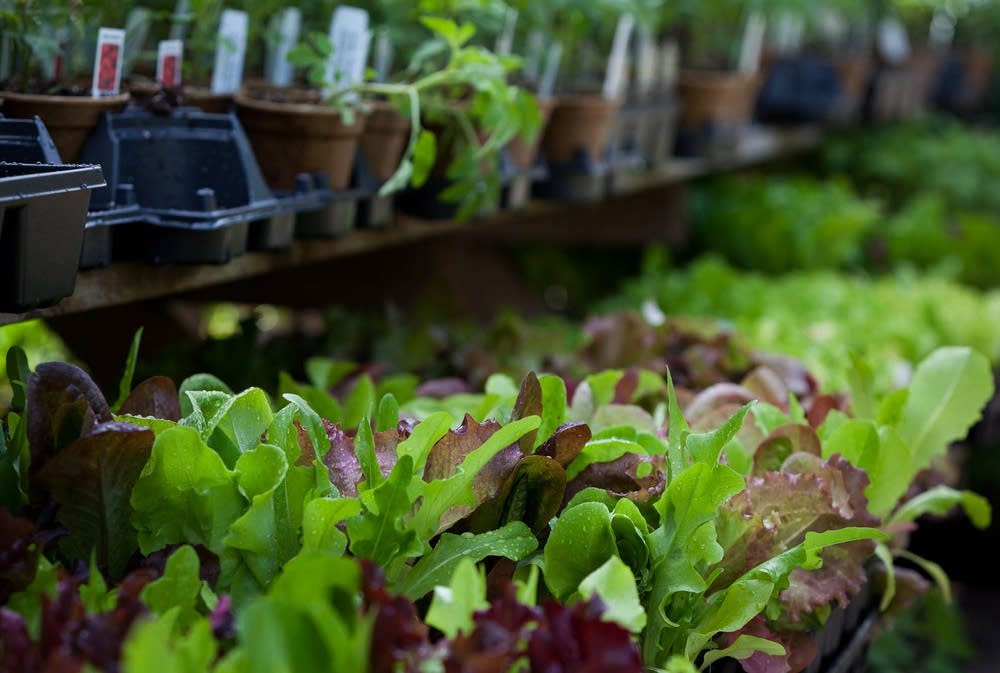 Lettuce