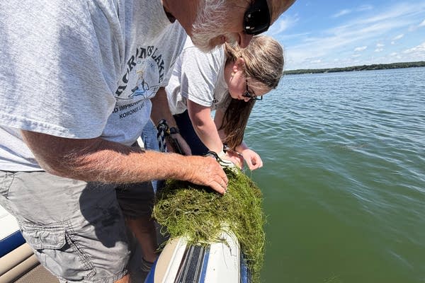 Two people inspect aquatic plants