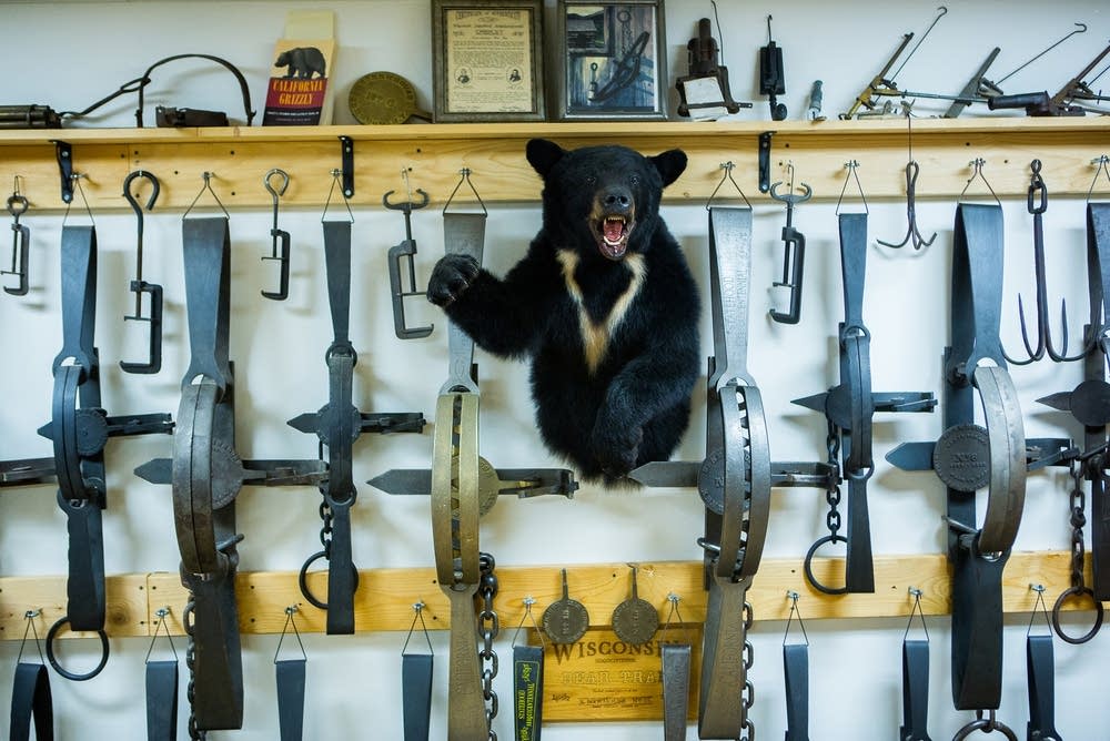 A mounted bear