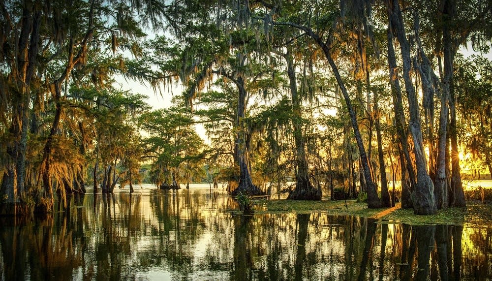 The rhythms of the bayou Melissa M. Martin's simple, intimate