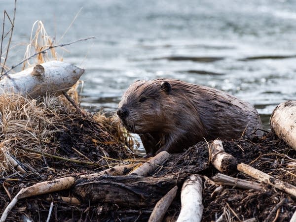 As nature’s ‘ecosystem engineers,’ beavers could help fight effects of climate change