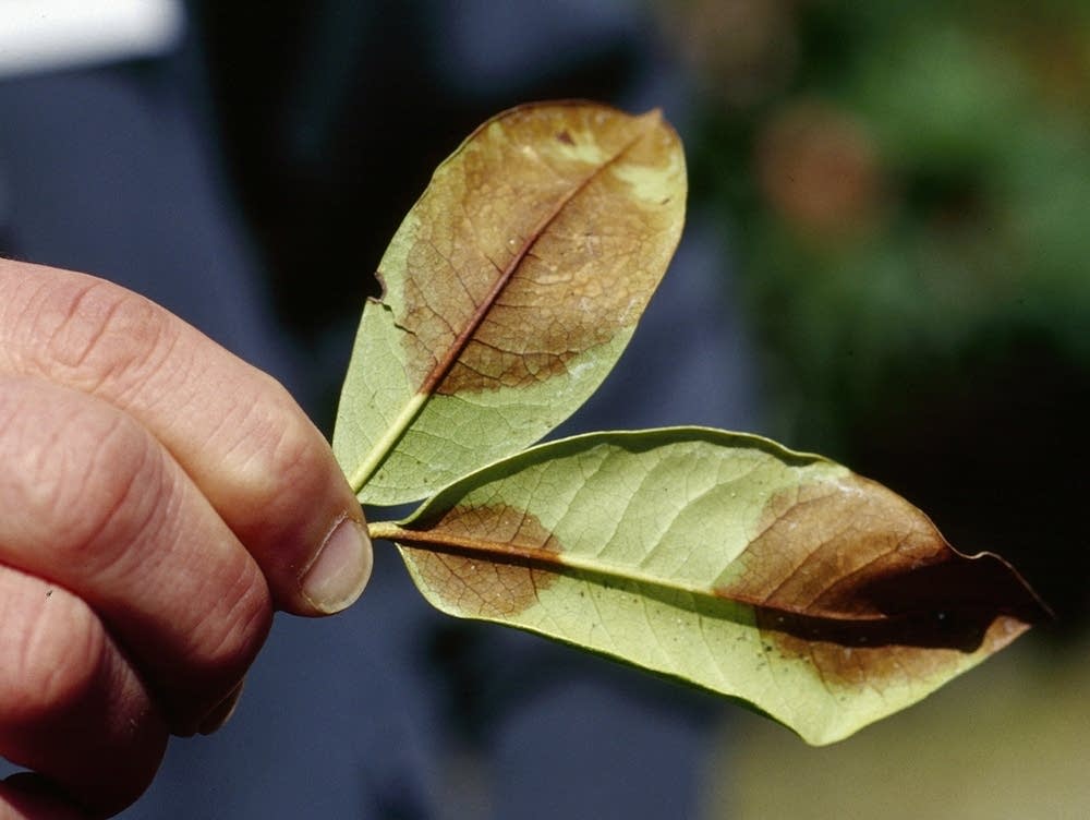 säulen stechpalme Amerikanische Stechpalme als Spalierbaum 'Nellie R. Stevens'