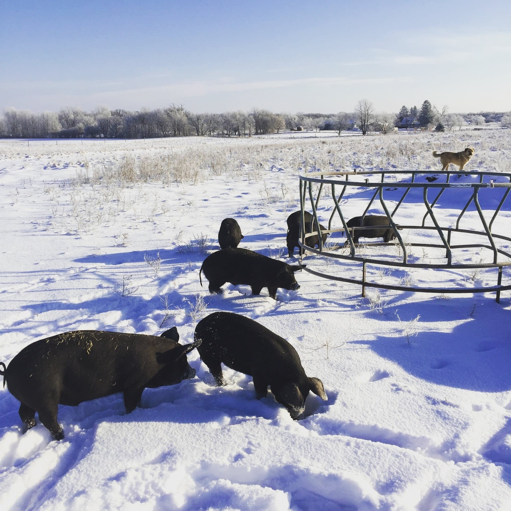 Outside on McCann's farm in winter.
