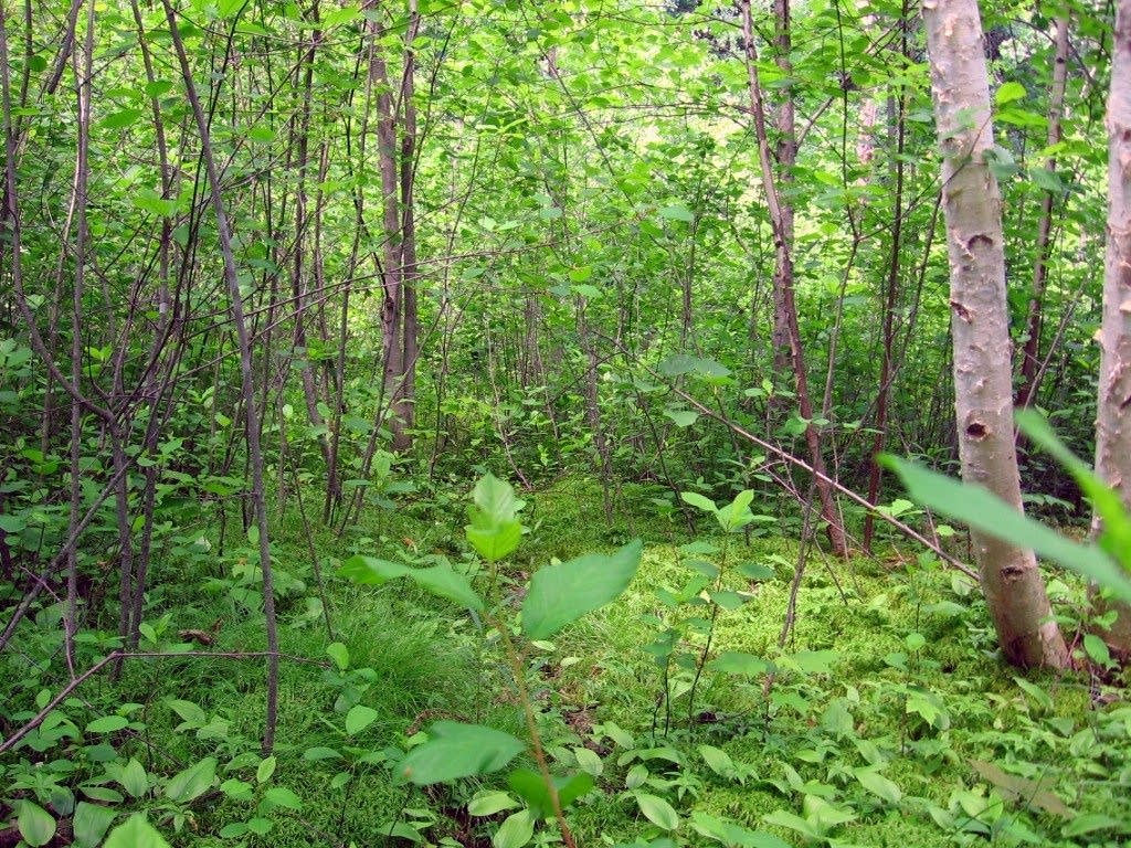 Quaking Bog in Theodore Wirth Park