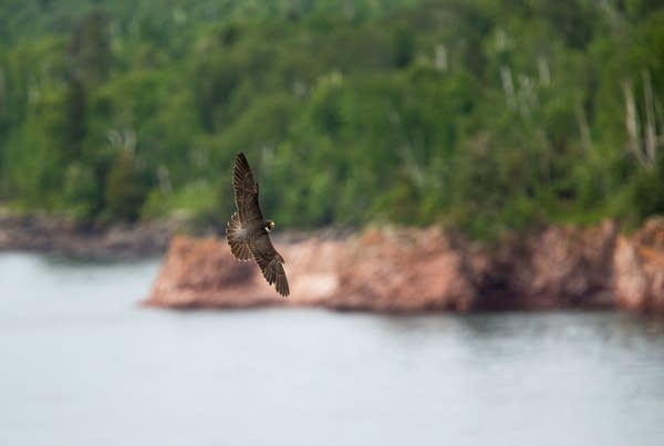 A peregrine falcon flies over Lake Superior near its nesting site.