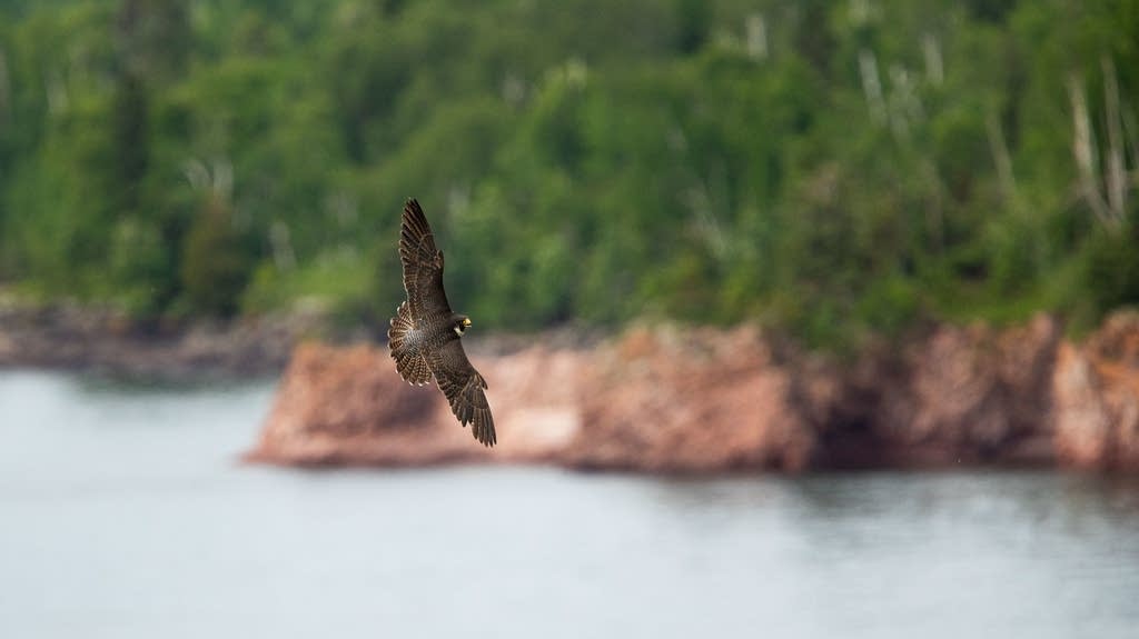Oncethreatened peregrines flying high across Minnesota MPR News