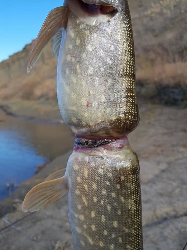 This northern pike apparently grew with a piece of trash wrapped around it