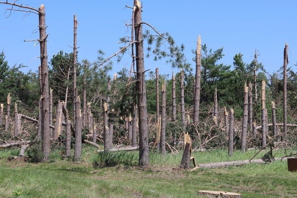 16d367-20250729-dead-trees-600 Fixed Bemidji-Erea trees are installed for cleaning