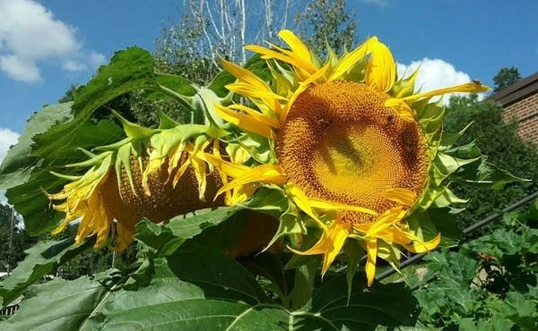 Delightful Labor Day, then warmer and muggier