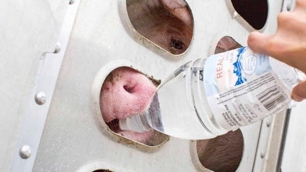 Woman on trial for giving water to pigs facing slaughter