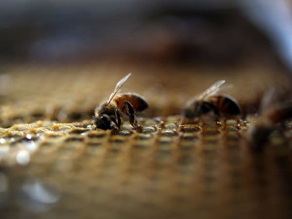 Honeybees are seen at the J & P Apiary and Gentzel's Bees, Honey and Pollination Company on May 19, 2015 in Homestead, Florida.