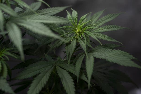 A cannabis plant