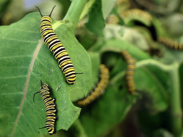 green worms with black stripes on a green leaf 