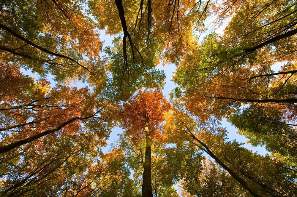 Beech trees