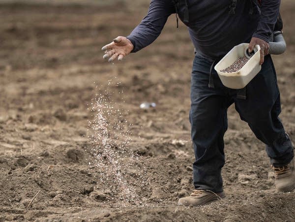 A farm worker spreads fertilizer on dirt by hand.