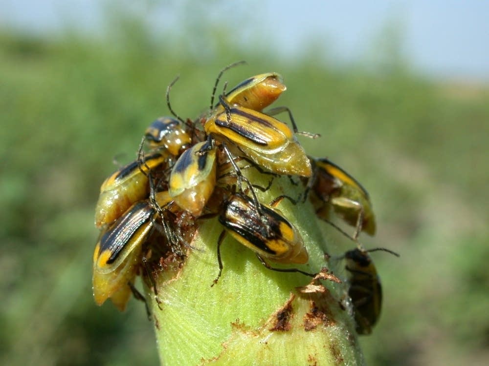 Western rootworm beetles