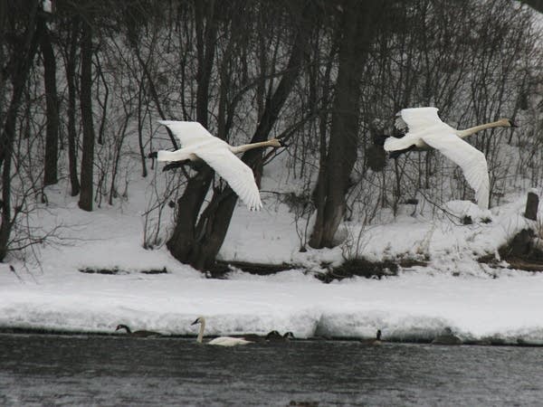 Trumpeter swans