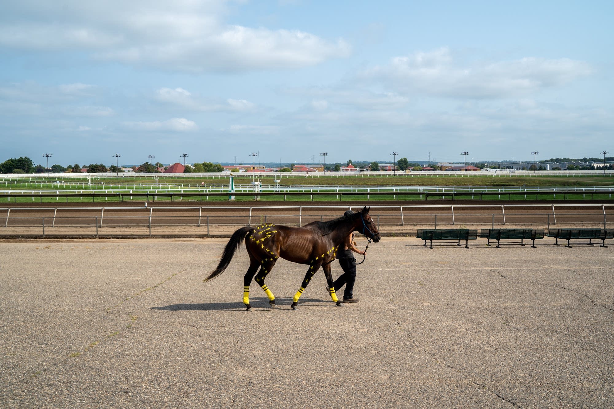 Chandler Brown walks a horse while its paint dries.