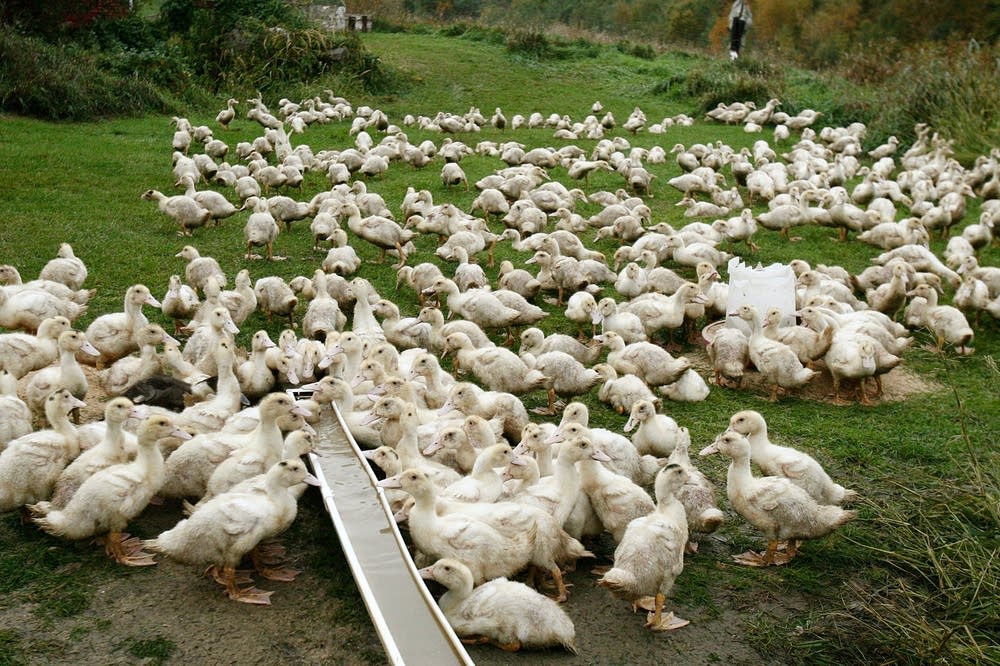 Mealtime for ducklings
