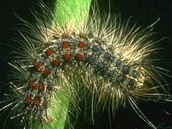 Work under way to identify extent of gypsy moth caterpillar invasion