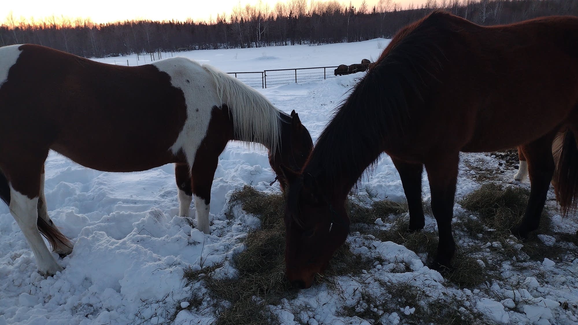 'Earth is our mother': Minnesota farm addresses climate change by reintroducing bison, Ojibwe horses - Vimarsana News