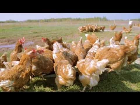 Wrenshall chicken farmer makes Super Bowl cut